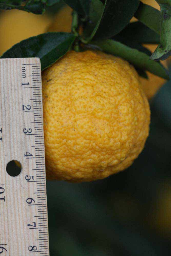            Fruit (Gomiri, Riverside, CA)   